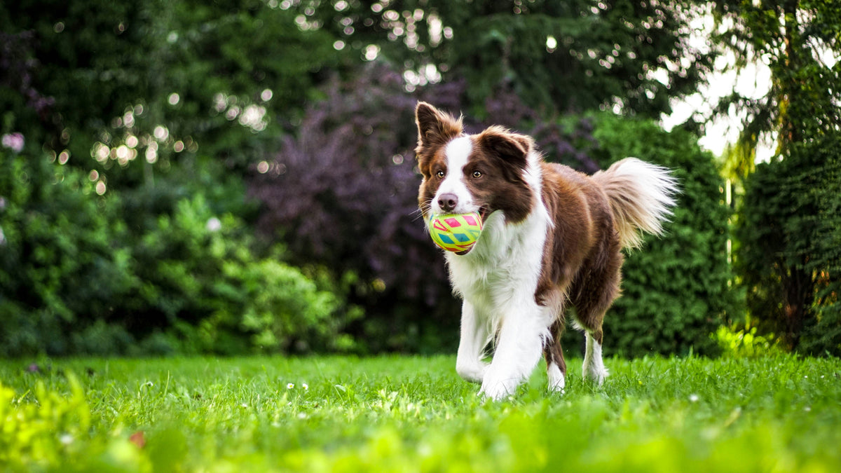 Dog paw care and dry paw pad advice