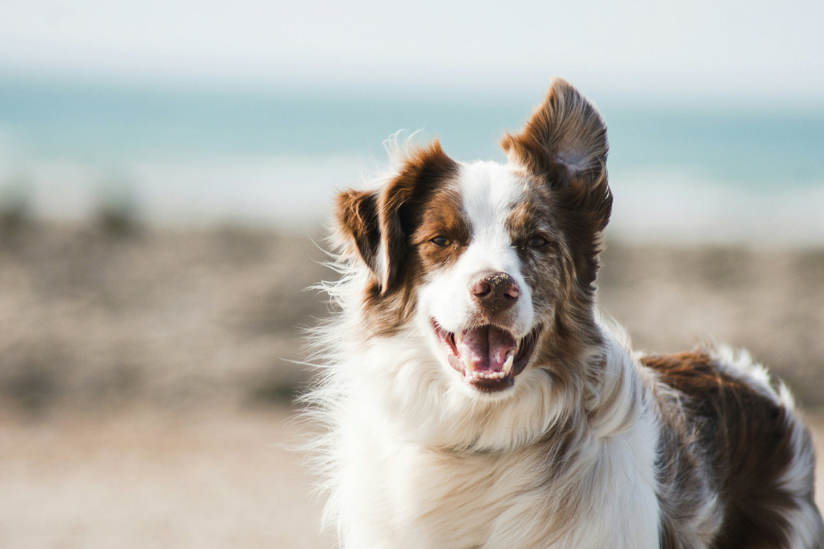 How often to apply dog paw balm for everyday paw care