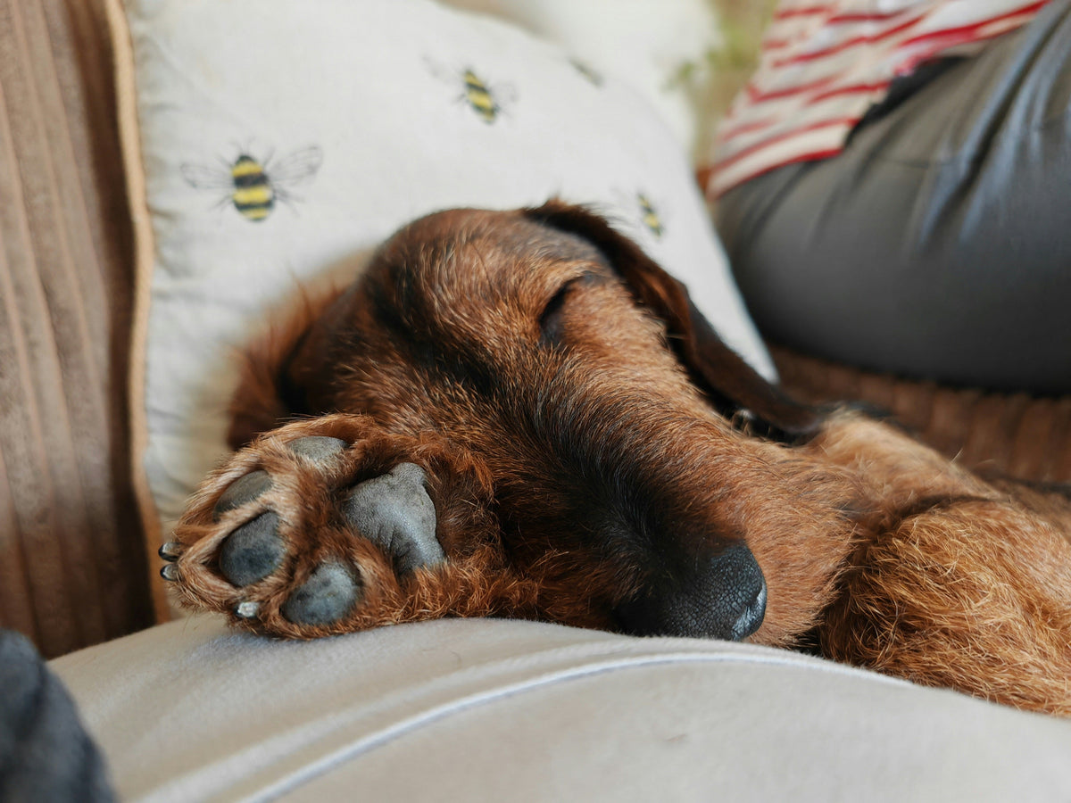 Everyday dog paw care routine and moisturizing tips